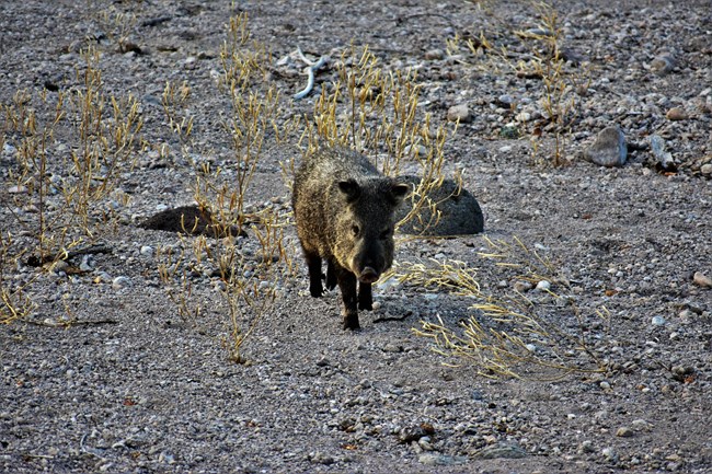 Javelina walking along a river bank