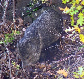 Mammals - Gila Cliff Dwellings National Monument (U.S. National Park Service)