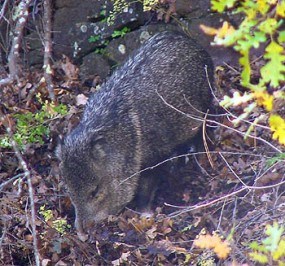 A photo of a javelina rooting with it's nose, near trailhead to the Cliff Dwellings.