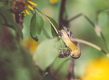 Photo of a Lesser Goldfinch picking seeds from a sunflower. Photo of a Lesser Goldfinch picking seeds from a sunflower.