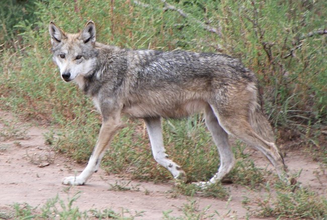 Mexican gray wolf walking parallel to the camera, full body view