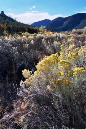 A photo of yellow hued rabbit Brush blooming in a ravene. A photo of yellow hued rabbit Brush blooming in a ravene.