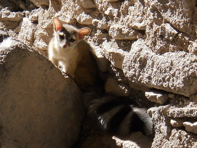 Ringtail in the dwellings