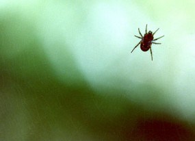 A photo of a small spider hanging in mid-air near trail from the Cliff Dwellings