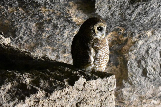 Mexican spotted owl sitting on the walls of the cliff dwellings