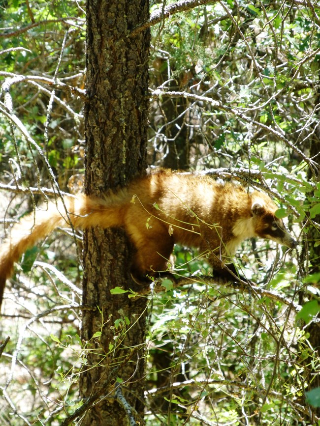 White-nosed coati in a tree