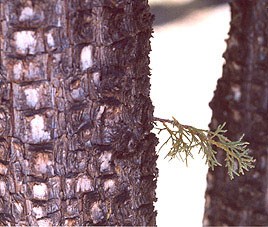A close-up photo showing the rough detail of the bark of an alligator juniper tree. A close-up photo showing the rough detail of the bark of an alligator juniper tree.