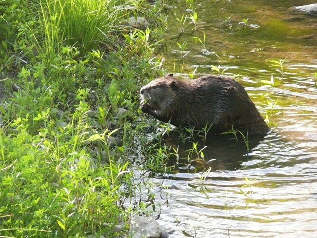 Beaver on the banks of the Gila River chewing on shoots