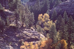 A photo of fall foliage from cave #5 A photo of fall foliage from cave #5