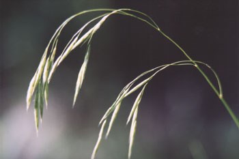 A photo of a single stalk of grass with seeds in the sun A photo of a single stalk of grass with seeds in the sun