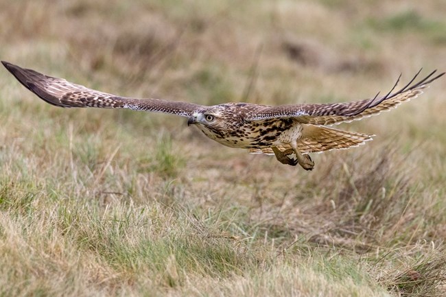 Red-tailed hawk in flight low over the grass