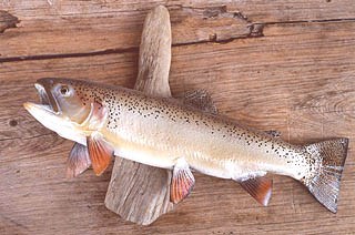 A photo of Gila Trout on display at the Contact Station.