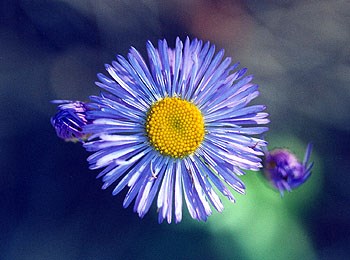A photo of a brilliant blue fleabane with a yellow center seen along a trail. A photo of a brilliant blue fleabane with a yellow center seen along a trail.