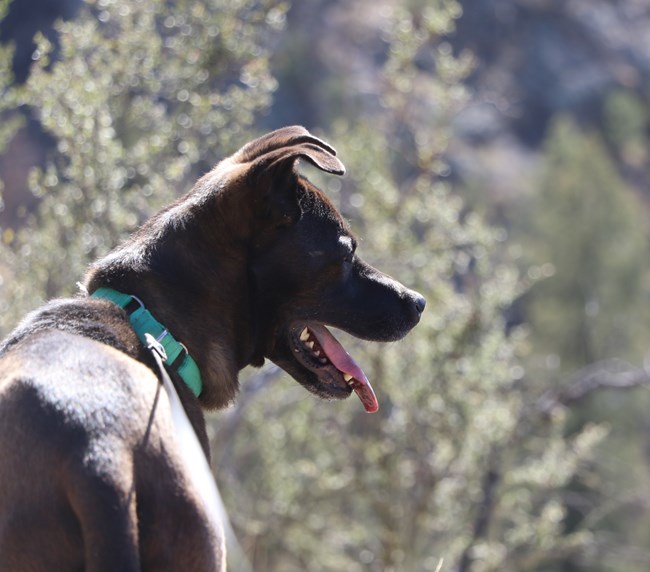 Closeup of a dark colored dog facing to the right with rocks and vegetation blurred in the background.