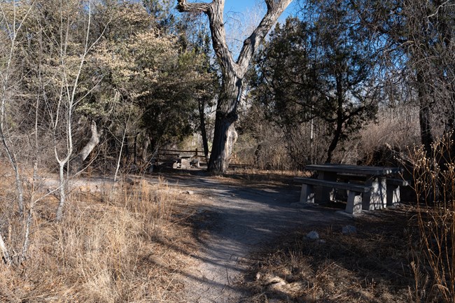 A picture of a trail leading through trees to a fire ring, and picnic table in the background