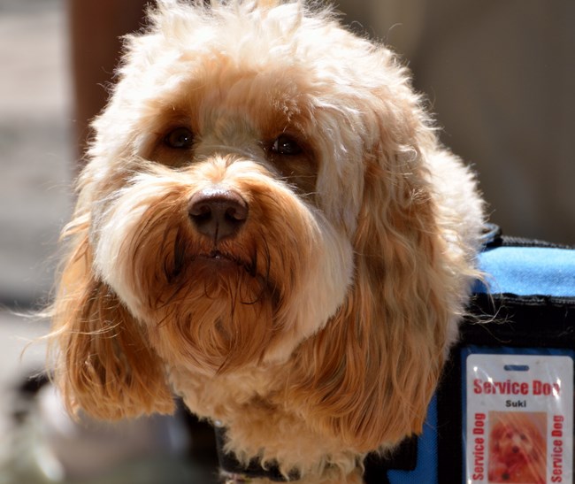 Blonde, curly-haired dog with blue vest and "service dog" identification tag.