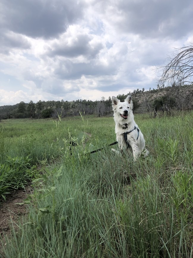 A white dog with black spots sits in a field of green.