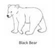 bear coloring page