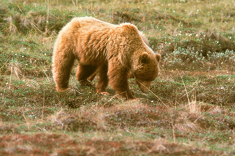 grizzly bear