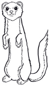 long tailed weaselsmall