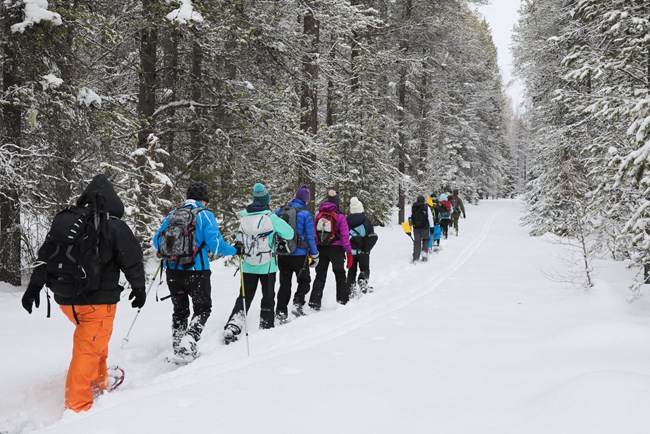 Group of individuals snowshoeing along path in trees.