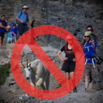 Groups of people on a trail approach a mountain goat.