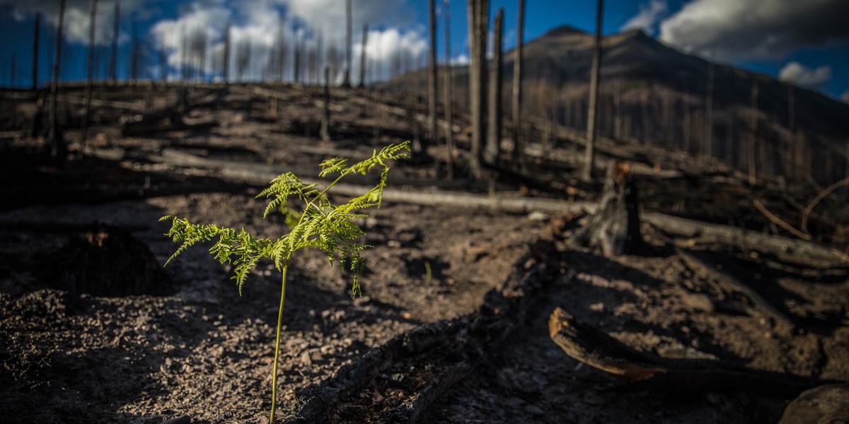 A plant sprouts from ashes. A plant sprouts from ashes.