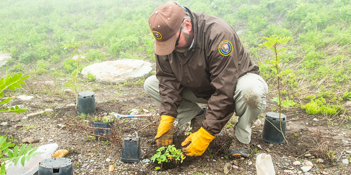 A park VIP helps with a revegetation project in a disturbed area of an alpine meadow.