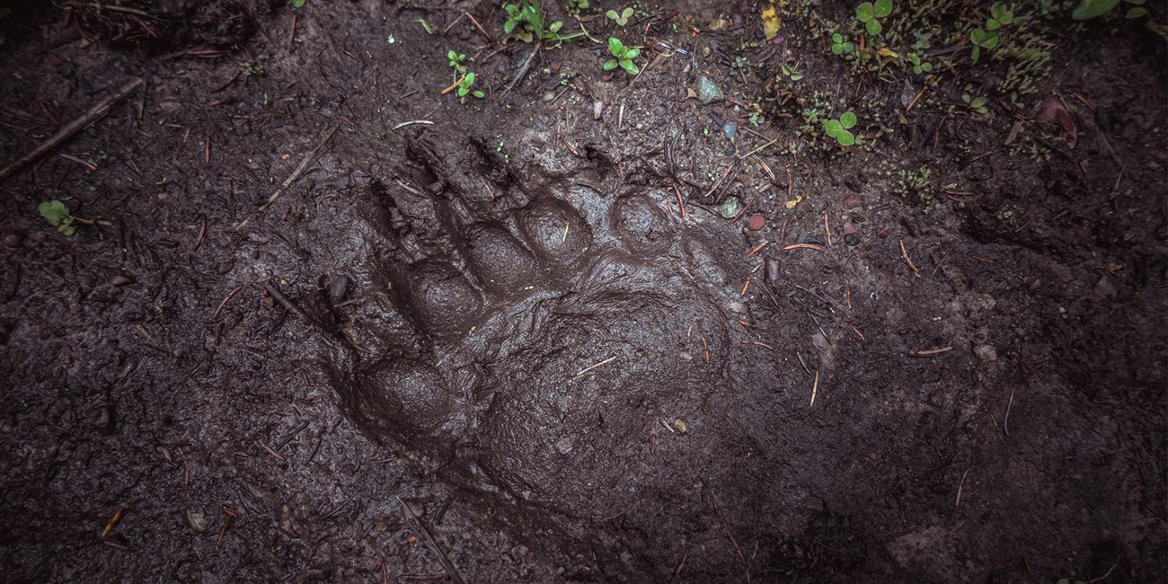 A bear foot print left behind in the mud.