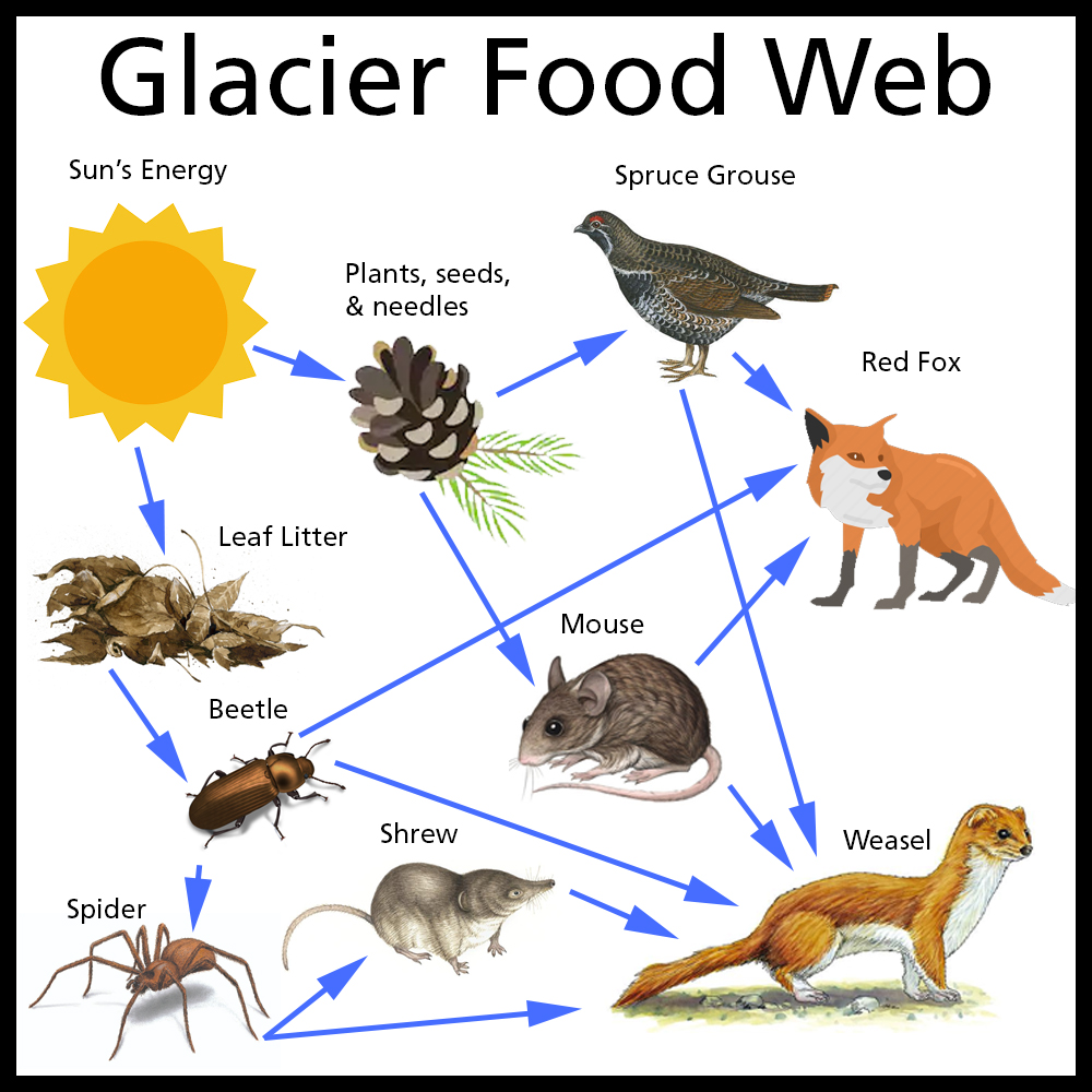 Food Chain With Sun Biology Diagrams