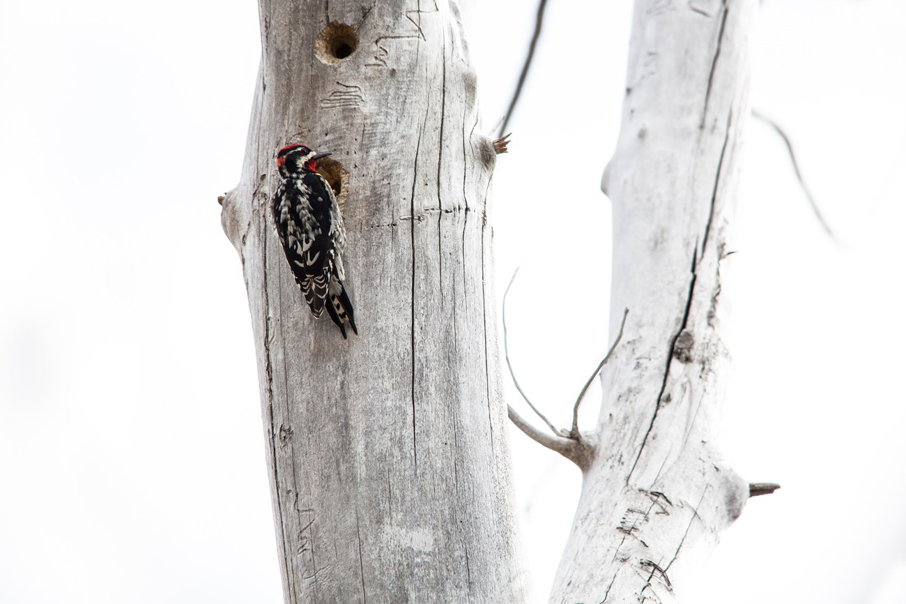Red-naped sapsucker