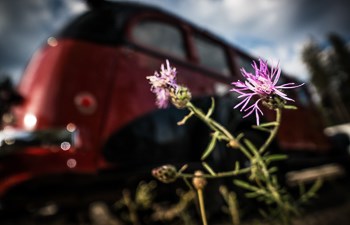 Spotted Knapweed growing in front of a Red Bus