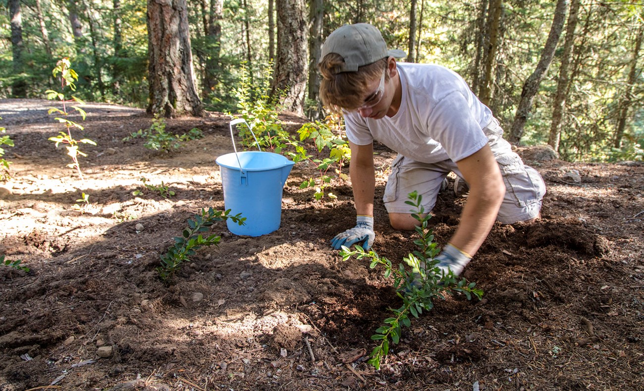 High school student in gardening gloves and backward baseball cap planting