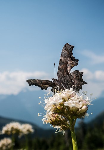 a butterfly on a flower