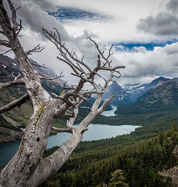 A dead whitebark pine