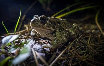 Boreal toad in the forest