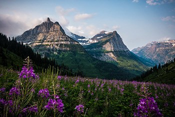 Fireweed and mountains