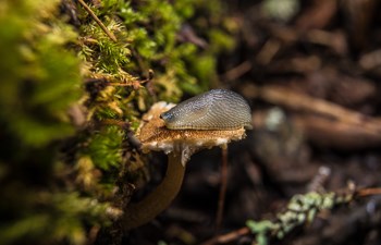 Slug on a Mushroom