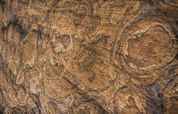Stromatolite Fossils in Rock