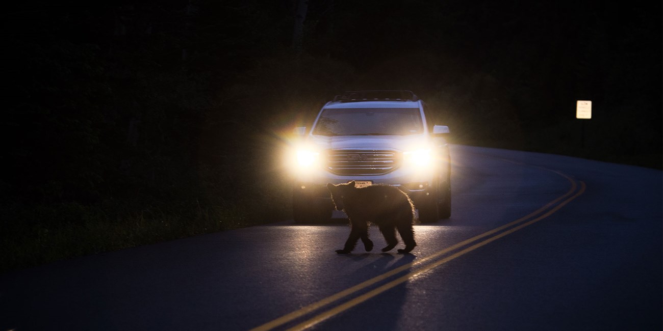 Black bear crossing a road, caught in the headlights of a waiting car.