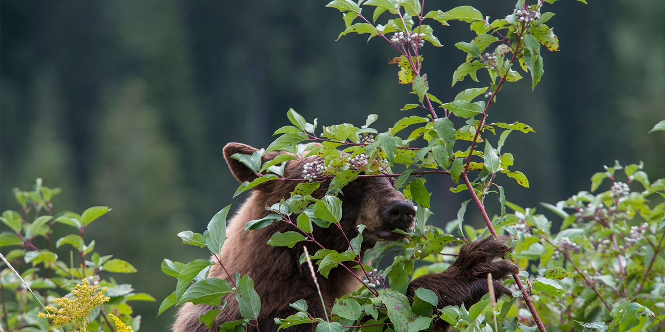 Black bear eating berries.