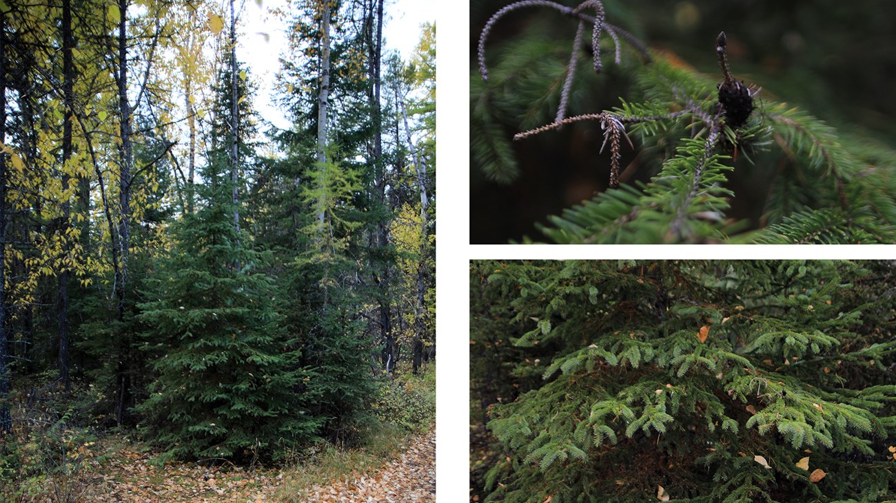 The needles of this conifer are stiff and sharp to the touch. The needles are squarish and will roll between your fingers.