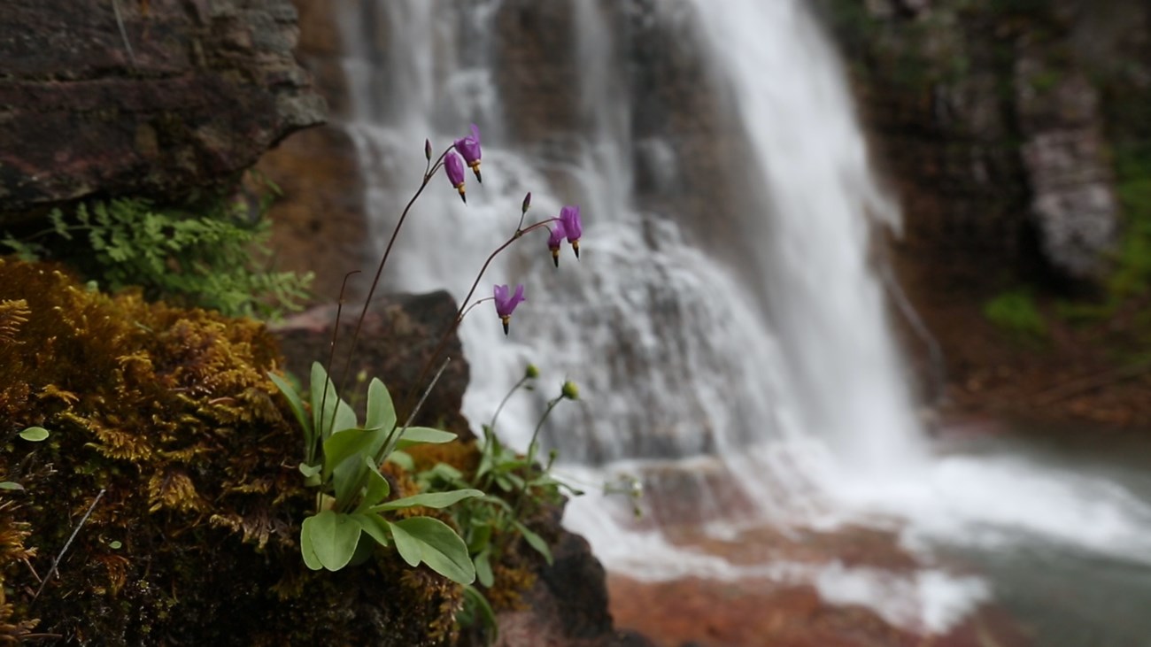 wildflowers grow on the banks of a river with a waterfall in the bacground