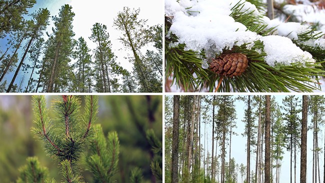 Collage of lodgepole pine