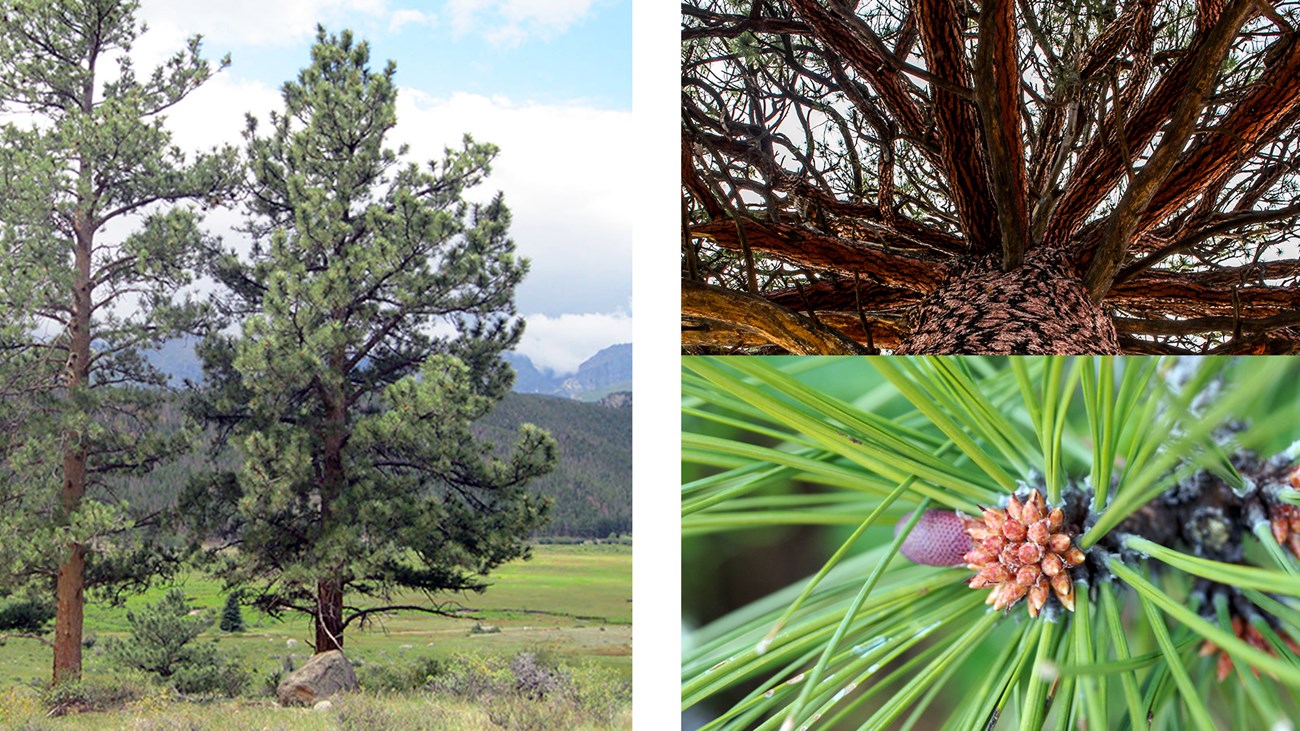 Ponderosa Pine