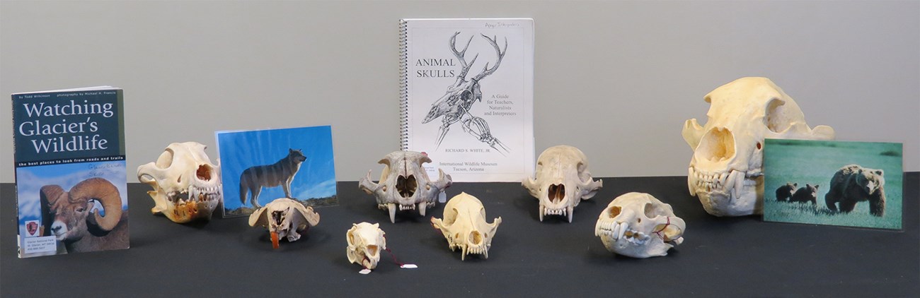 Skulls, books, and photos of animals arranged on table top