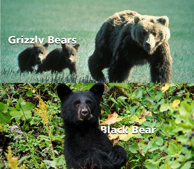 Photo Graphic of black and grizzly bear to show comparison