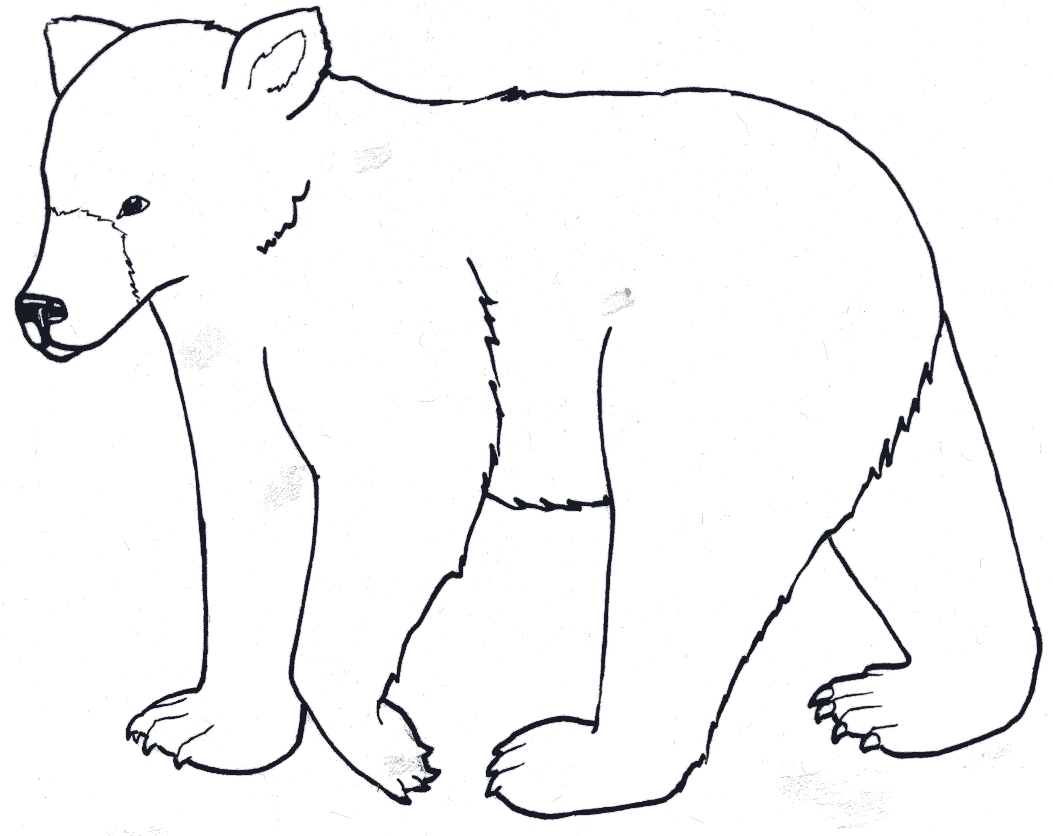 K-3, Unit Four, Activity 1: Goldilocks and the Real Bears - Glacier