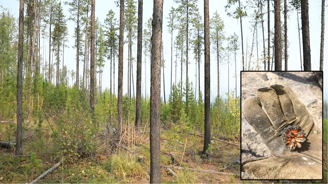 Lodgepole pine forest with an inset of an open cone from a recent fire