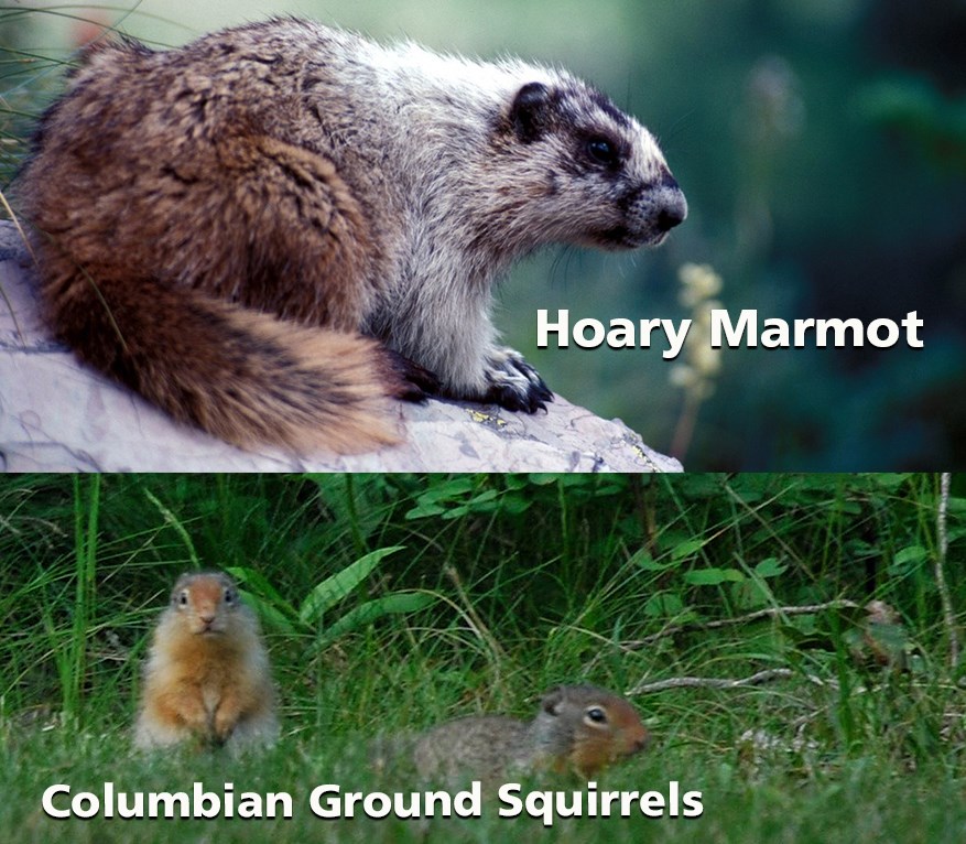Graphic of a marmot and columbian ground squirrel
